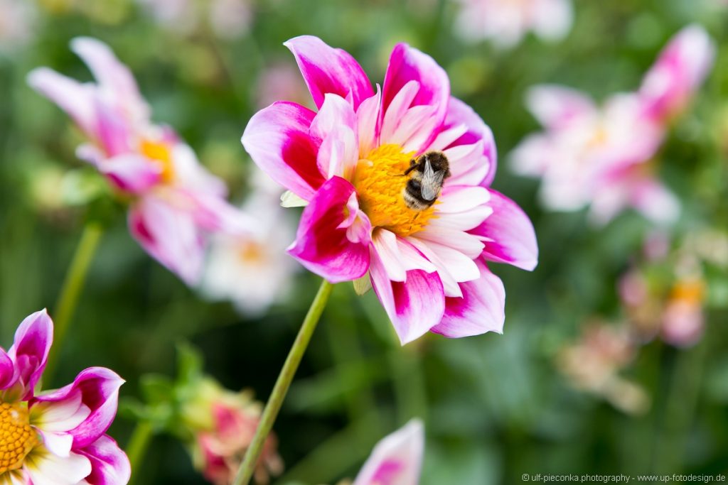 Hummel auf Blüte - - BUKO 2016 - Fotograf Ulf Pieconka - Würzburg