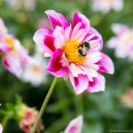 Hummel auf Blüte - - BUKO 2016 - Fotograf Ulf Pieconka - Würzburg